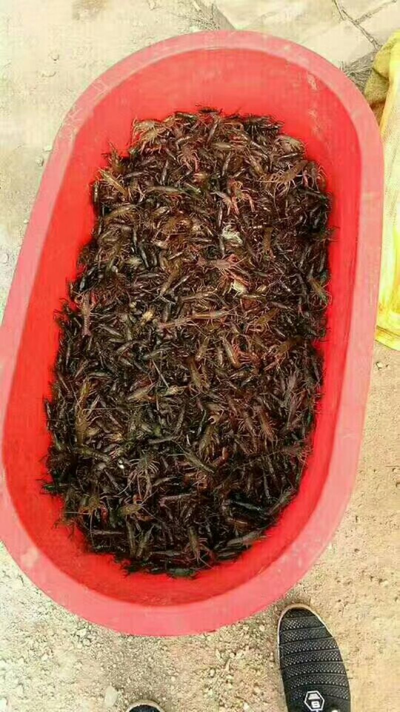 鲢鳙苗草鱼苗鲤鱼苗淡水鱼苗齐全