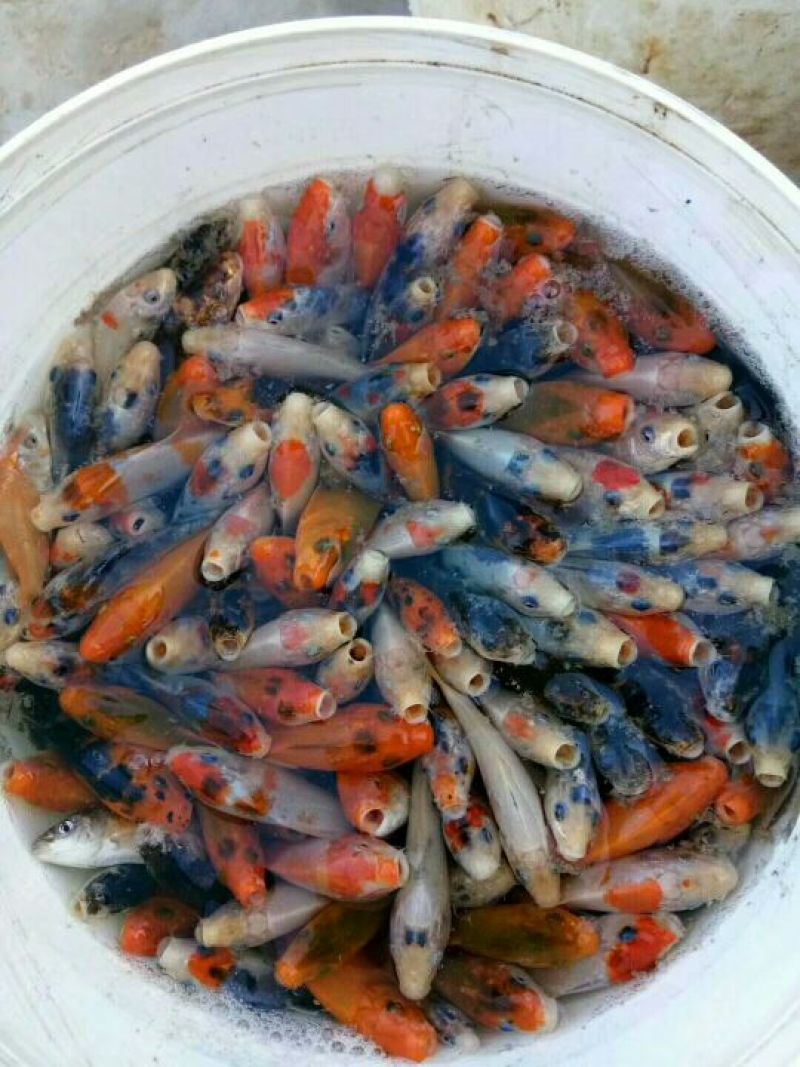 鲢鳙苗草鱼苗鲤鱼苗淡水鱼苗齐全