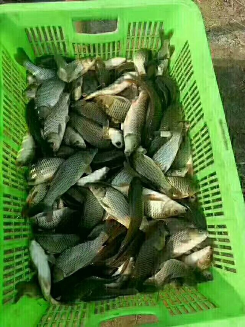 鲢鳙苗草鱼苗鲤鱼苗淡水鱼苗齐全
