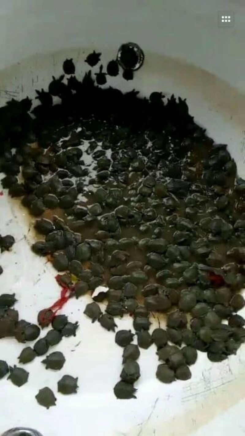 鲢鳙苗草鱼苗鲤鱼苗淡水鱼苗齐全