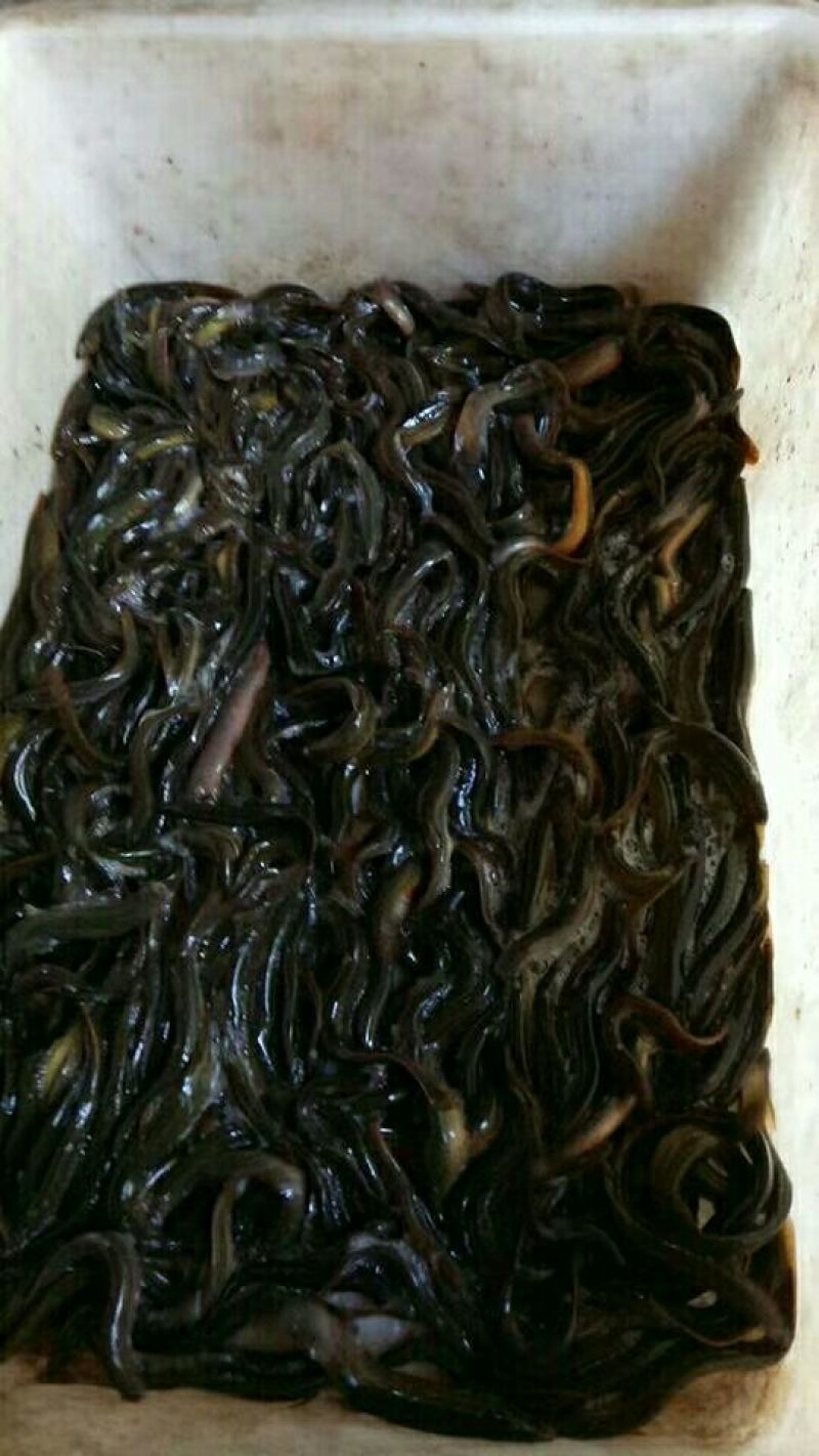 鲢鳙苗草鱼苗鲤鱼苗淡水鱼苗齐全