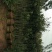 枇杷树111~140cm