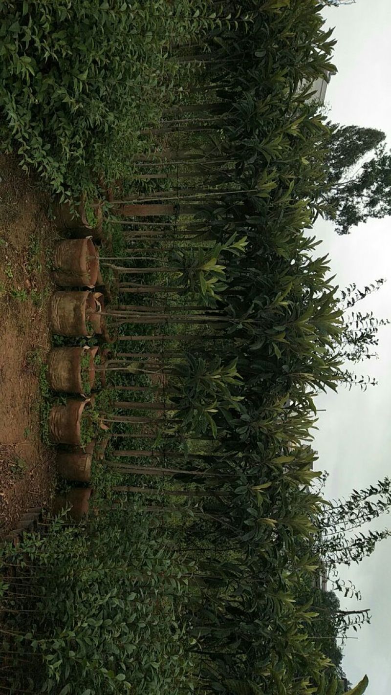 枇杷树111~140cm