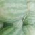 花皮翠宝无籽西瓜