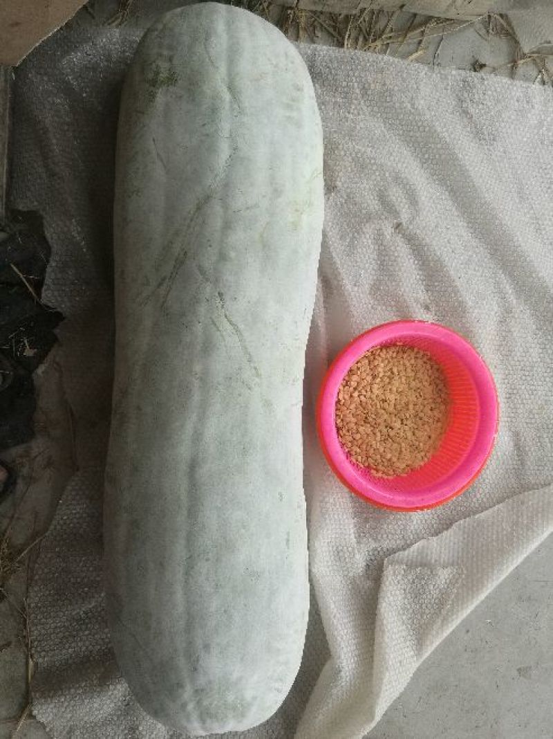 精品长白冬瓜种子指导种植协助销售成品