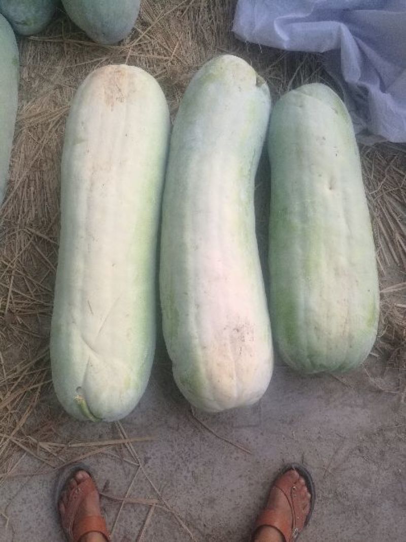 精品长白冬瓜种子指导种植协助销售成品