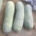 精品长白冬瓜种子指导种植协助销售成品