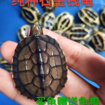 纯种石金钱龟苗7-12克3-4厘米)