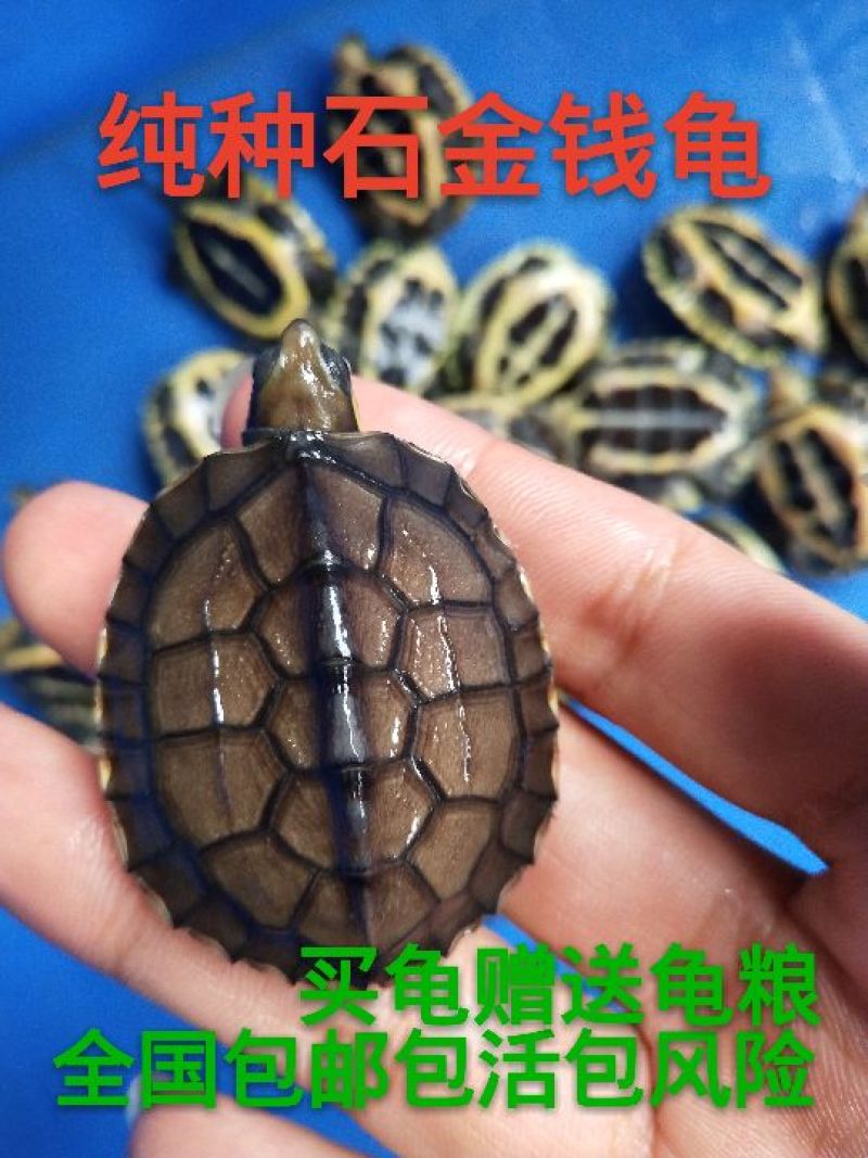 纯种石金钱龟苗7-12克3-4厘米）