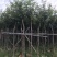 出售黄花风铃木移植袋苗5-15分需要的老板联系