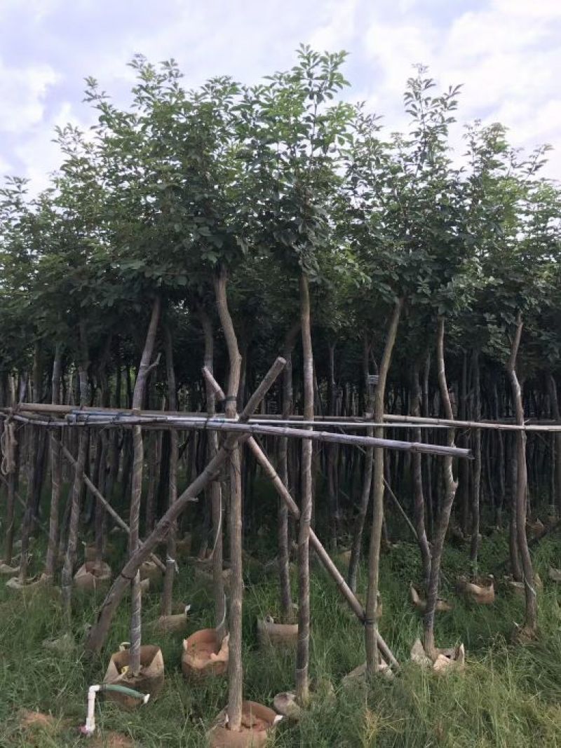 出售黄花风铃木移植袋苗5-15分需要的老板联系