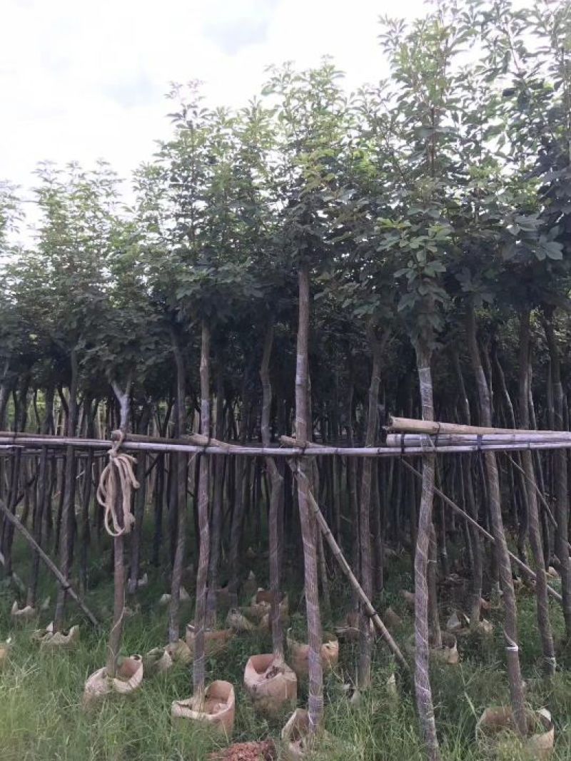出售黄花风铃木移植袋苗5-15分需要的老板联系