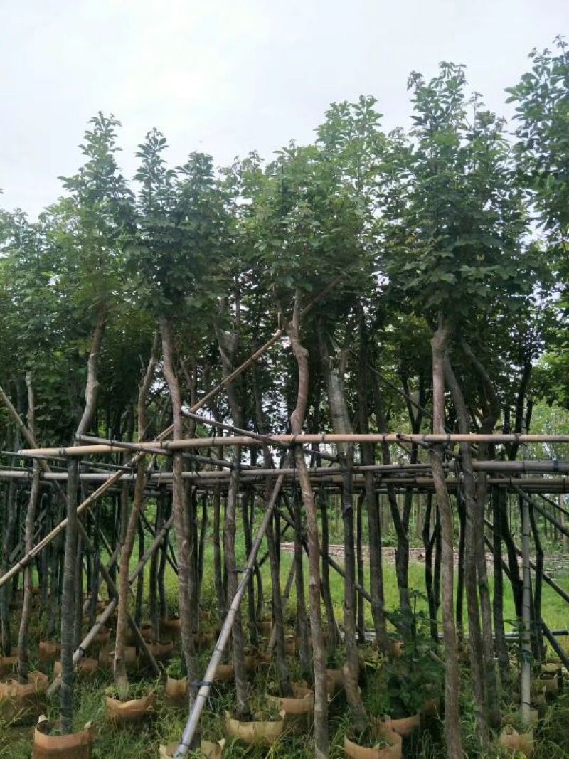 出售黄花风铃木移植袋苗5-15分需要的老板联系