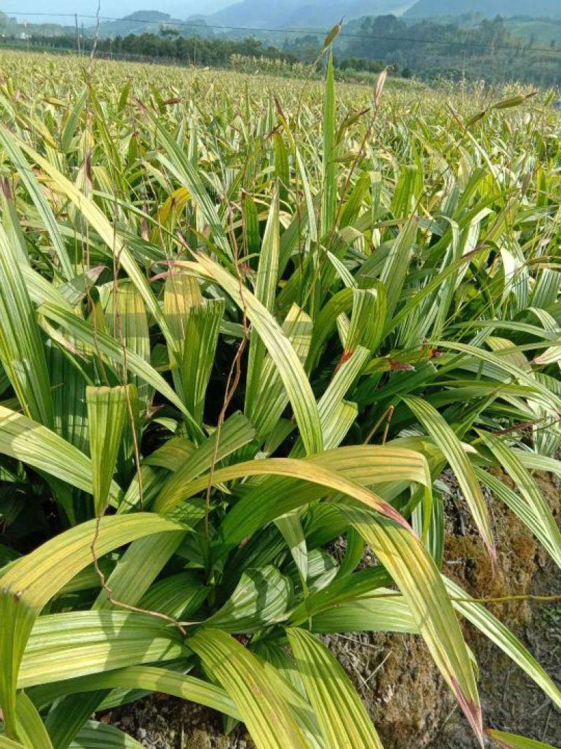 白芨批发量大从优精品之选一手货源保障