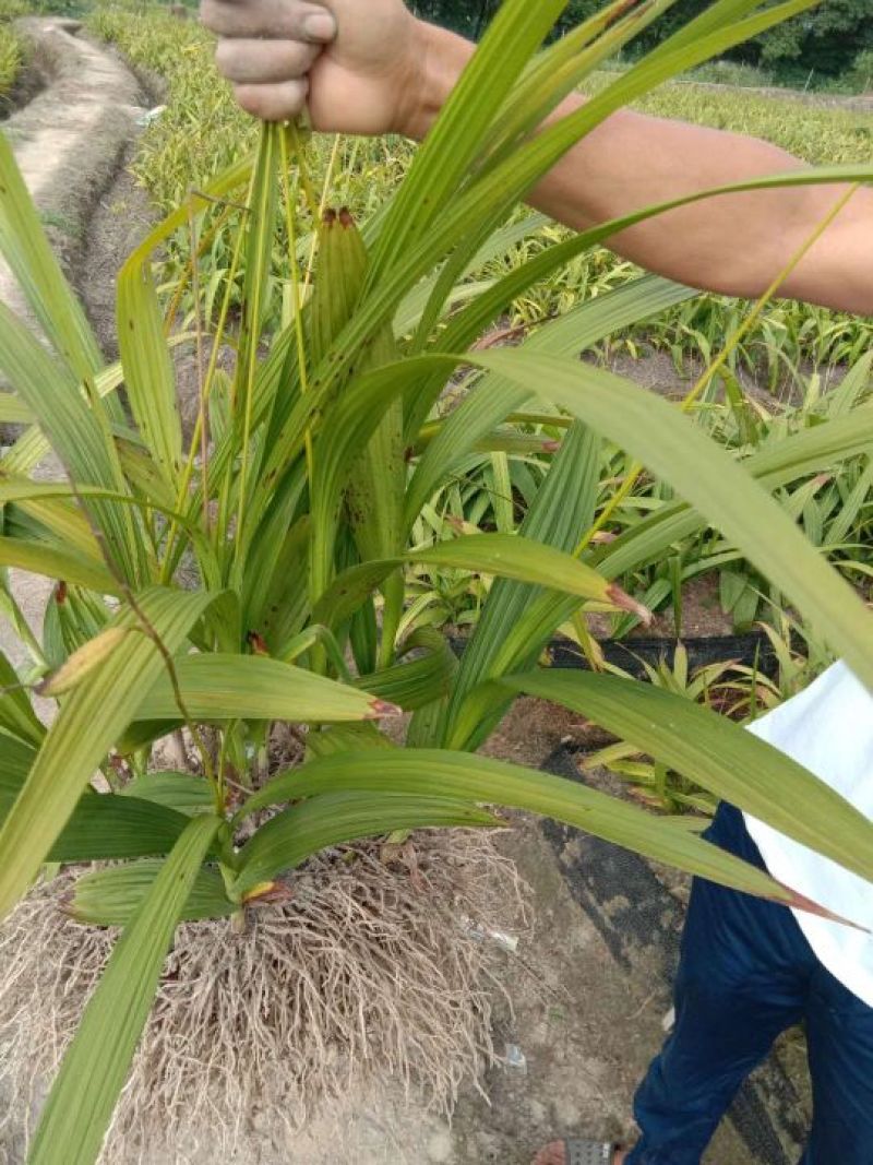 白芨批发量大从优精品之选一手货源保障