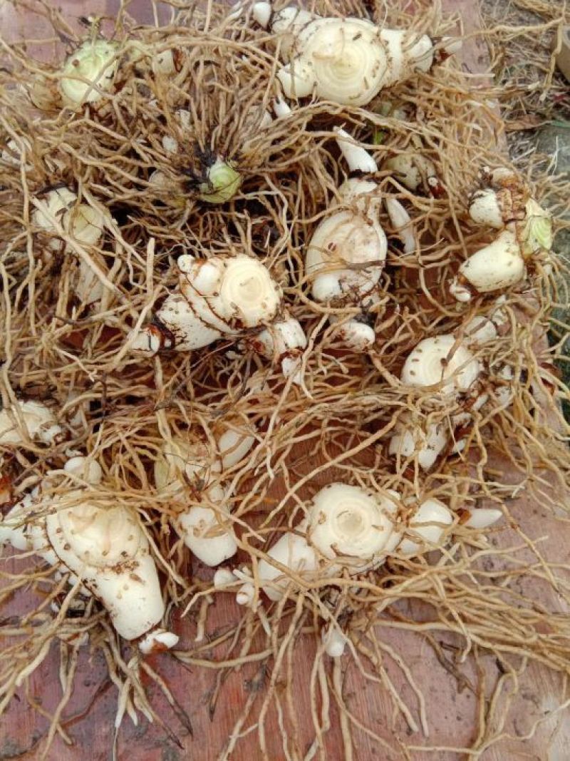 白芨批发量大从优精品之选一手货源保障
