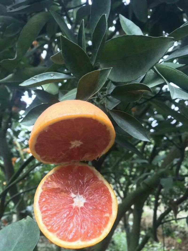 血橙苗
