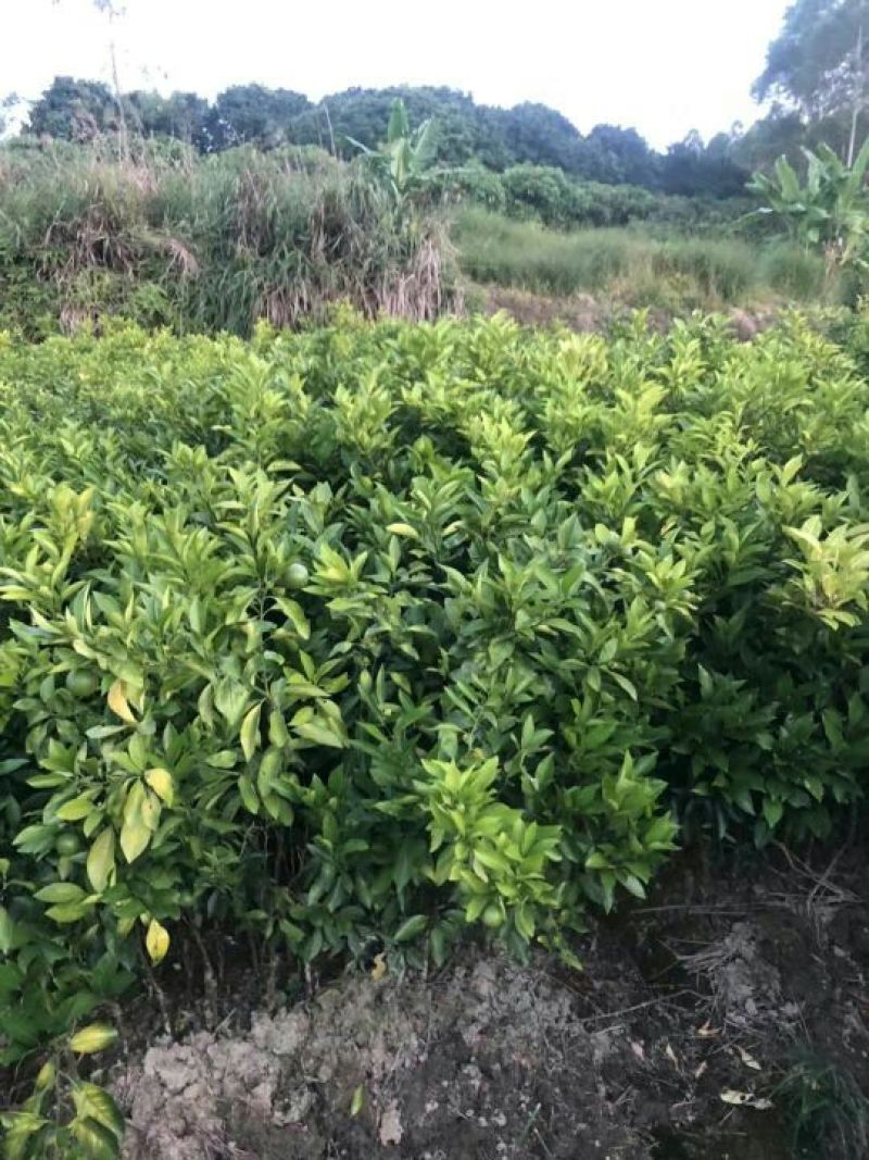 血橙苗