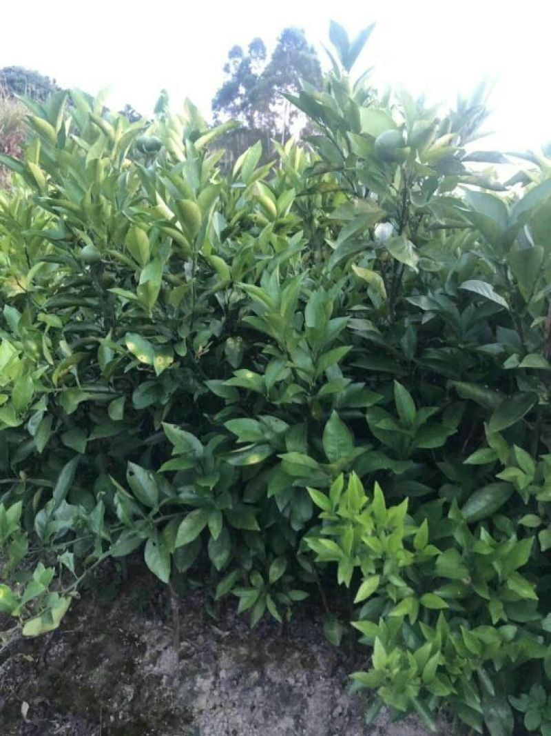 血橙苗