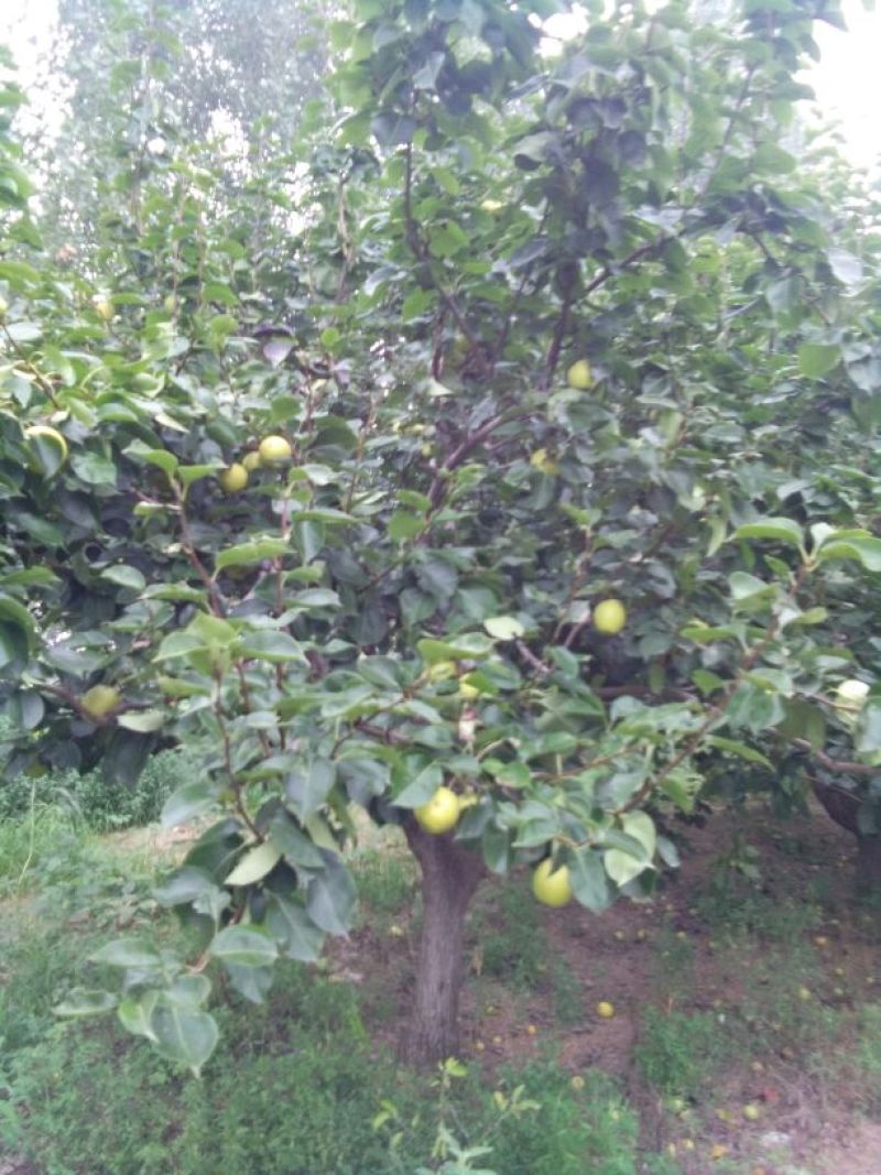 青皮黄冠梨
