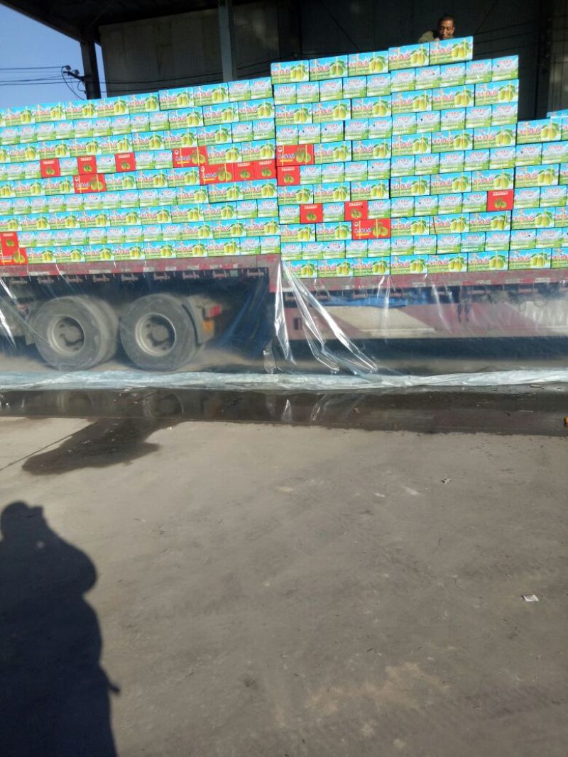 红香酥梨批发基地，陕西精品红香酥梨产地批发，红香酥梨价格