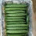 山东莘县精品密刺黄瓜大量上市颜色好瓜条直货量足
