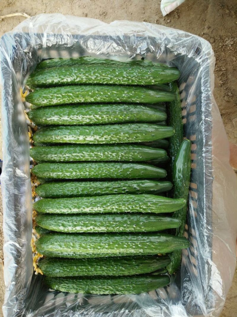山东莘县精品密刺黄瓜大量上市颜色好瓜条直货量足