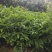 吴茱萸苗中花
