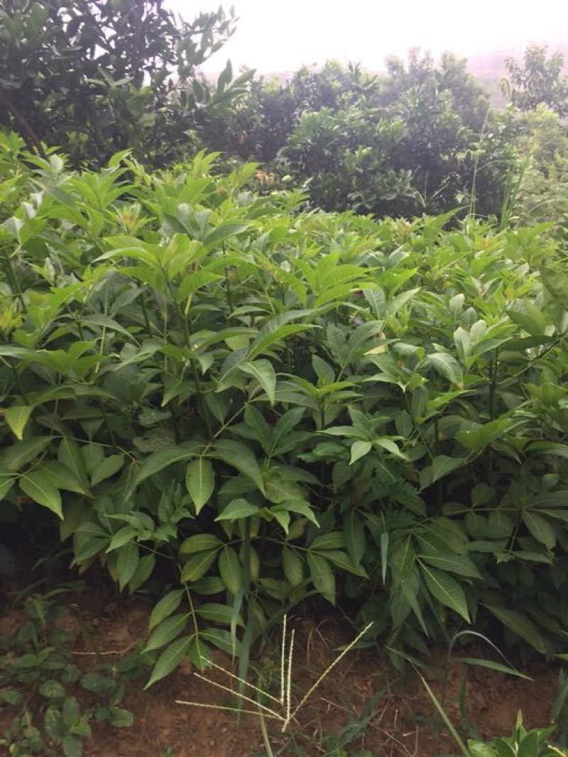 吴茱萸苗中花