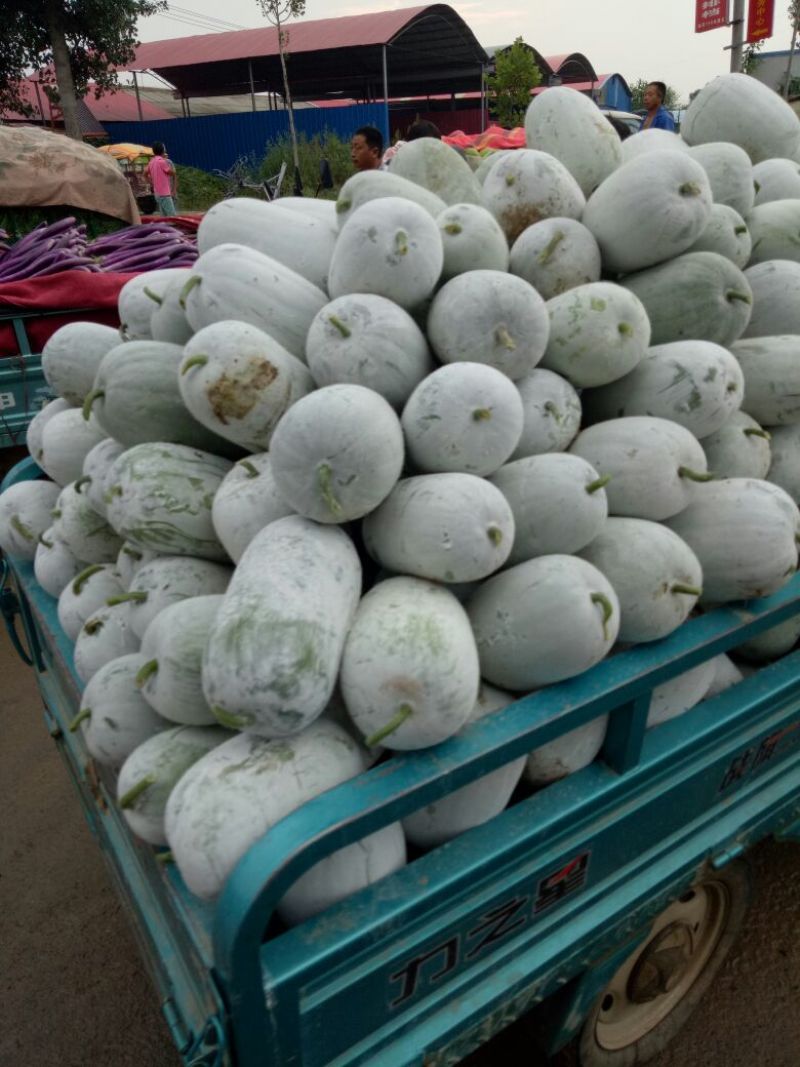 翡翠水果小冬瓜，产地直发！香芋冬瓜，按规格打包保质保量