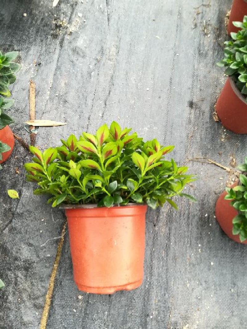 精品金鱼花