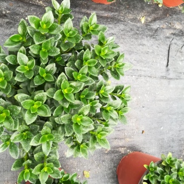 精品金鱼花
