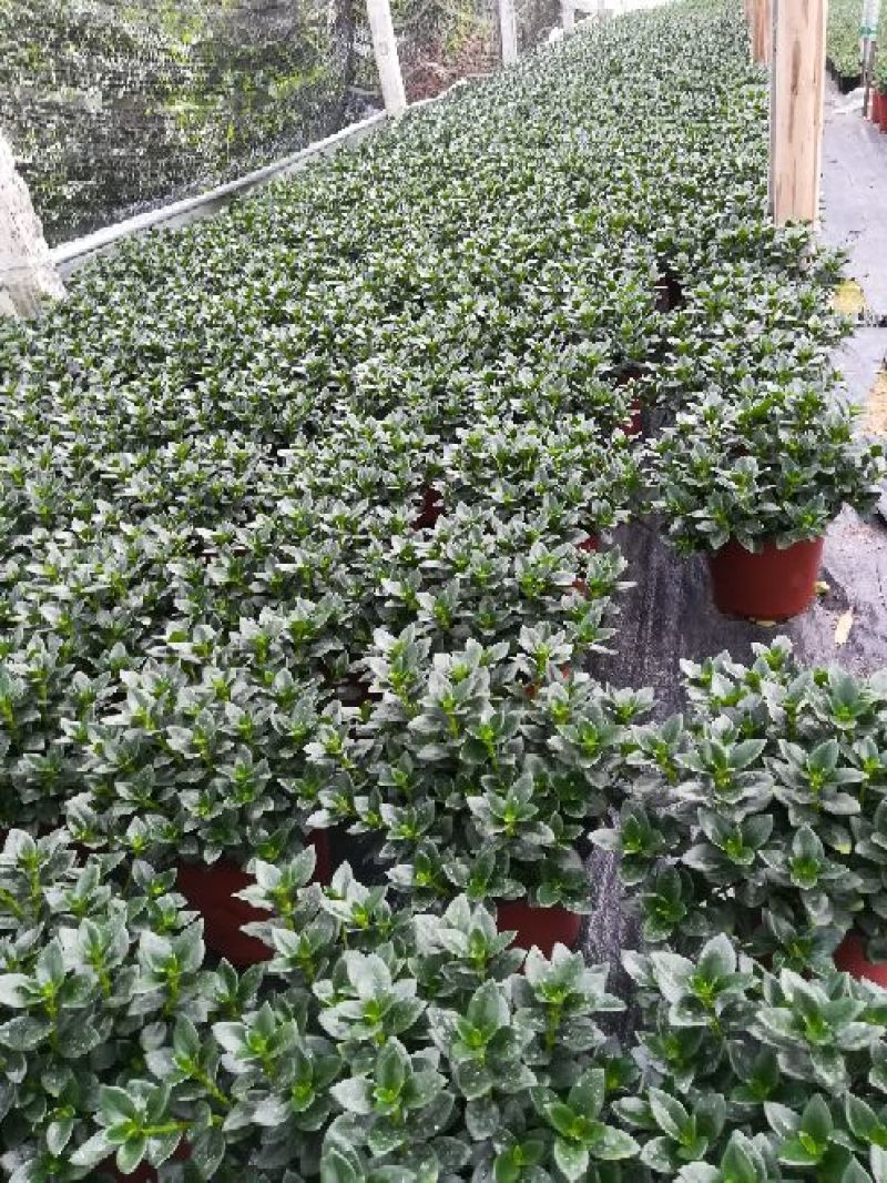 精品金鱼花