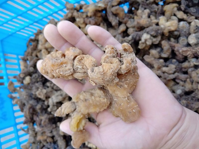 多花黄精