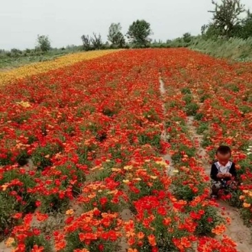 花凌草