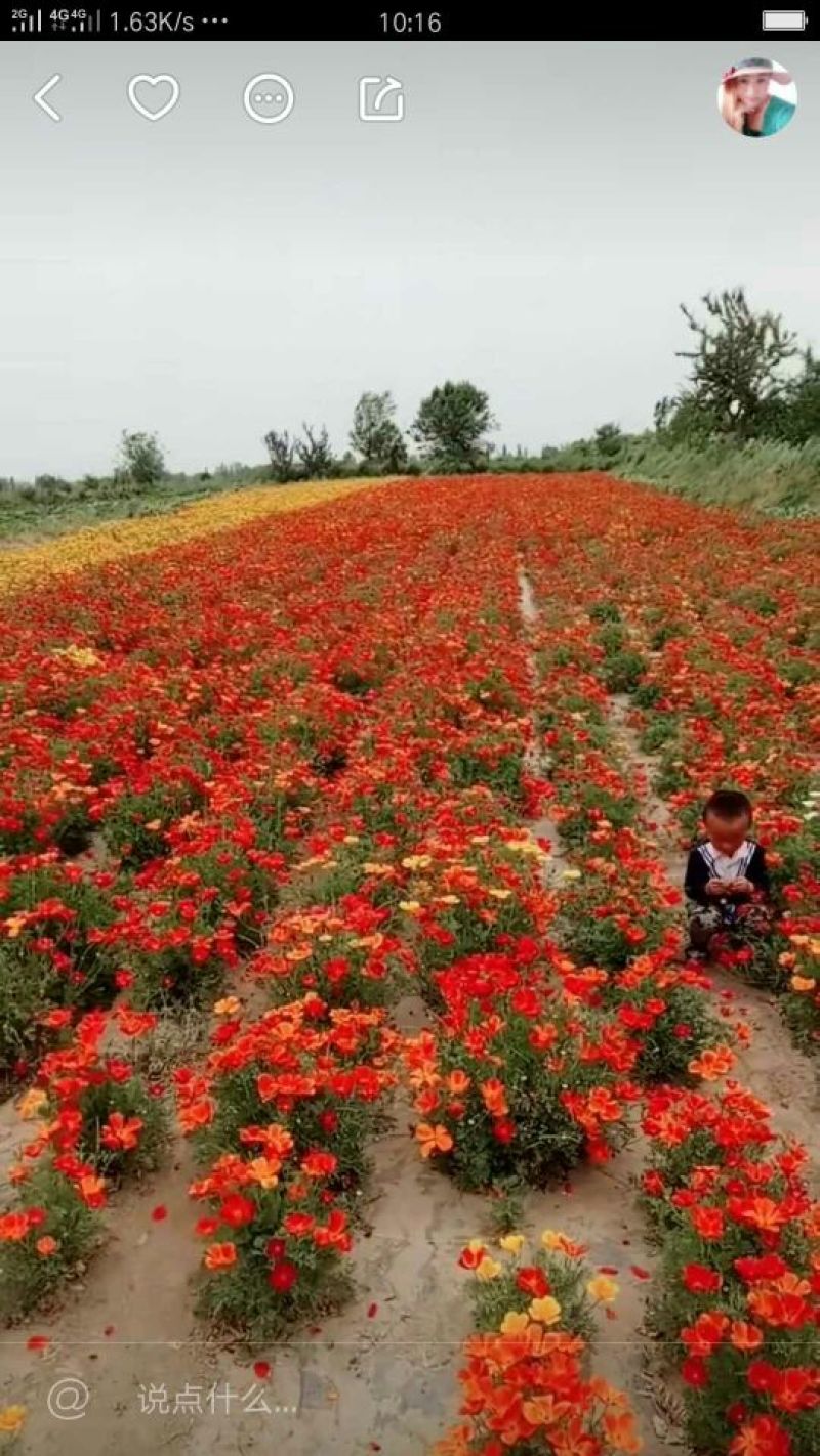 花凌草