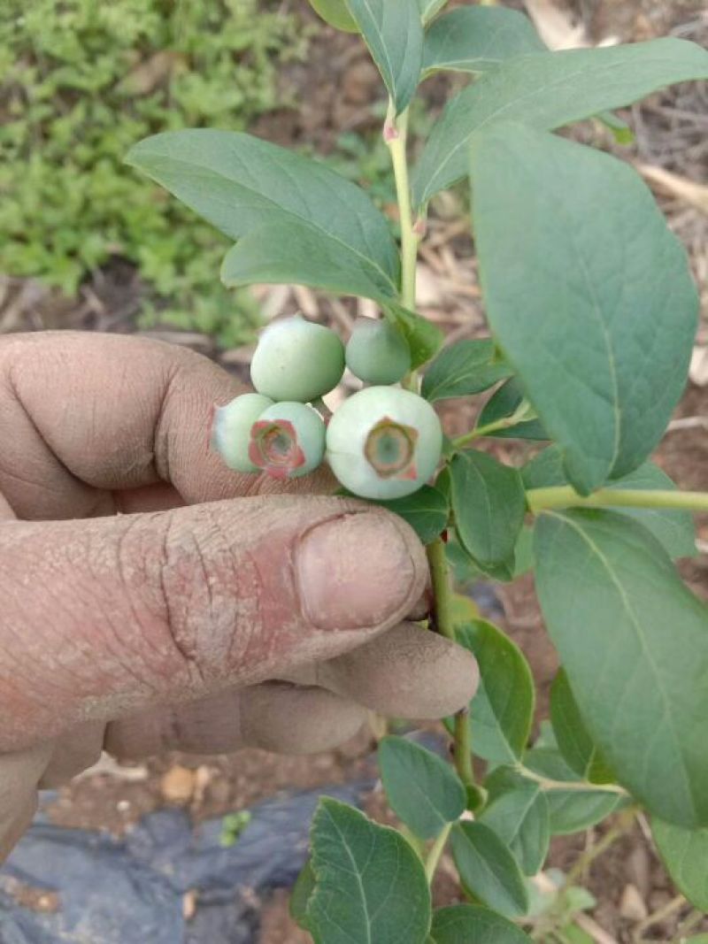 蓝莓苗品种齐全三年杯苗带花苞有果成活率高价格便宜