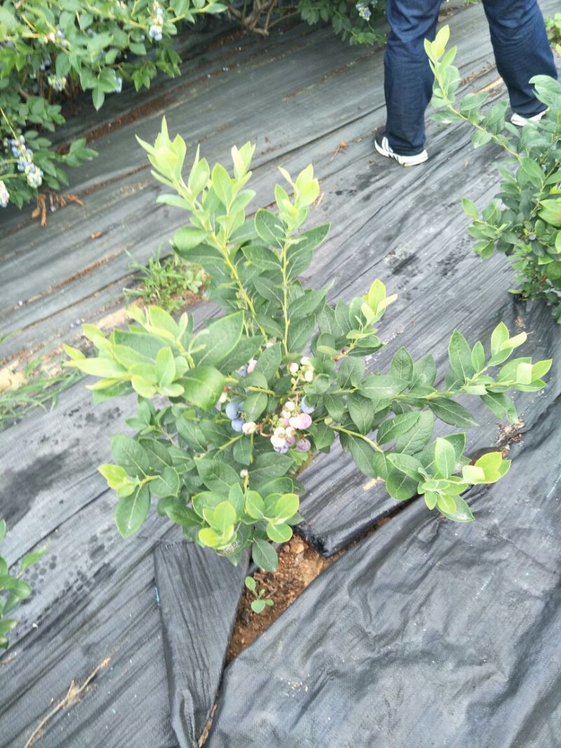 蓝莓苗品种齐全三年杯苗带花苞有果成活率高价格便宜