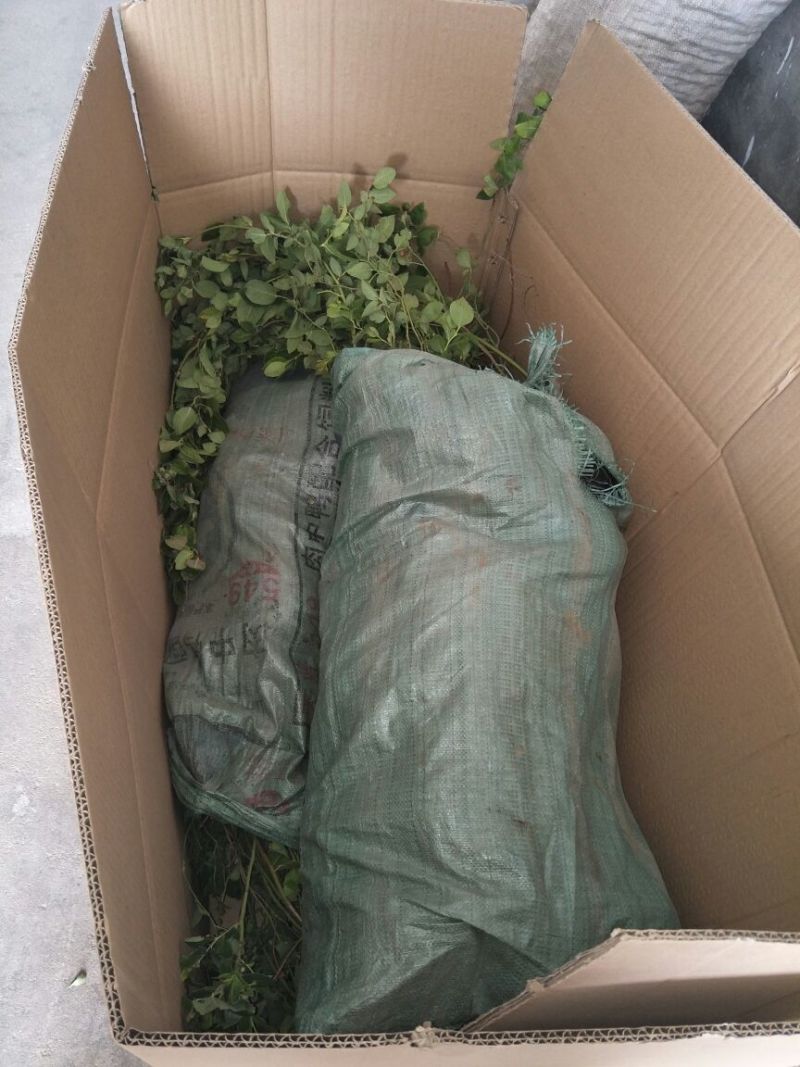 蓝莓苗品种齐全三年杯苗带花苞有果成活率高价格便宜