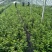 蓝莓苗品种齐全三年杯苗带花苞有果成活率高价格便宜