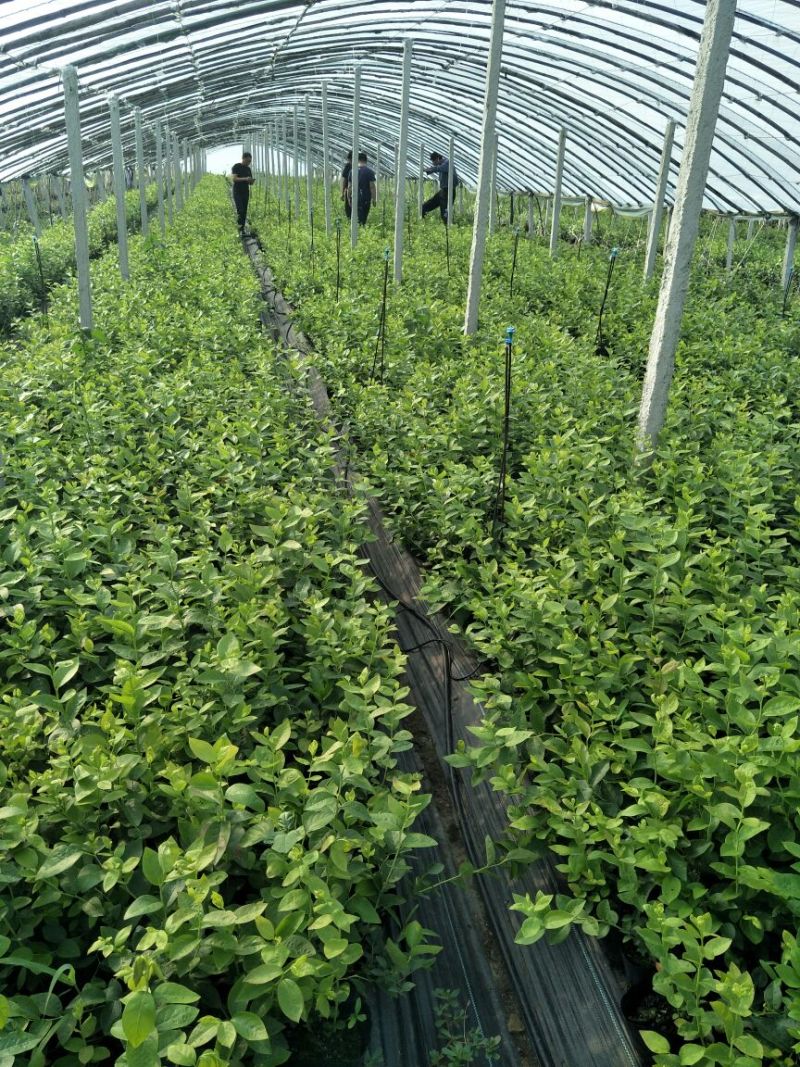 蓝莓苗品种齐全三年杯苗带花苞有果成活率高价格便宜