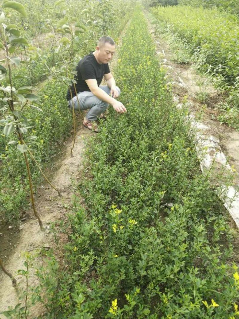 积壳苗60万株一年苗枳壳苗子种子价格便宜