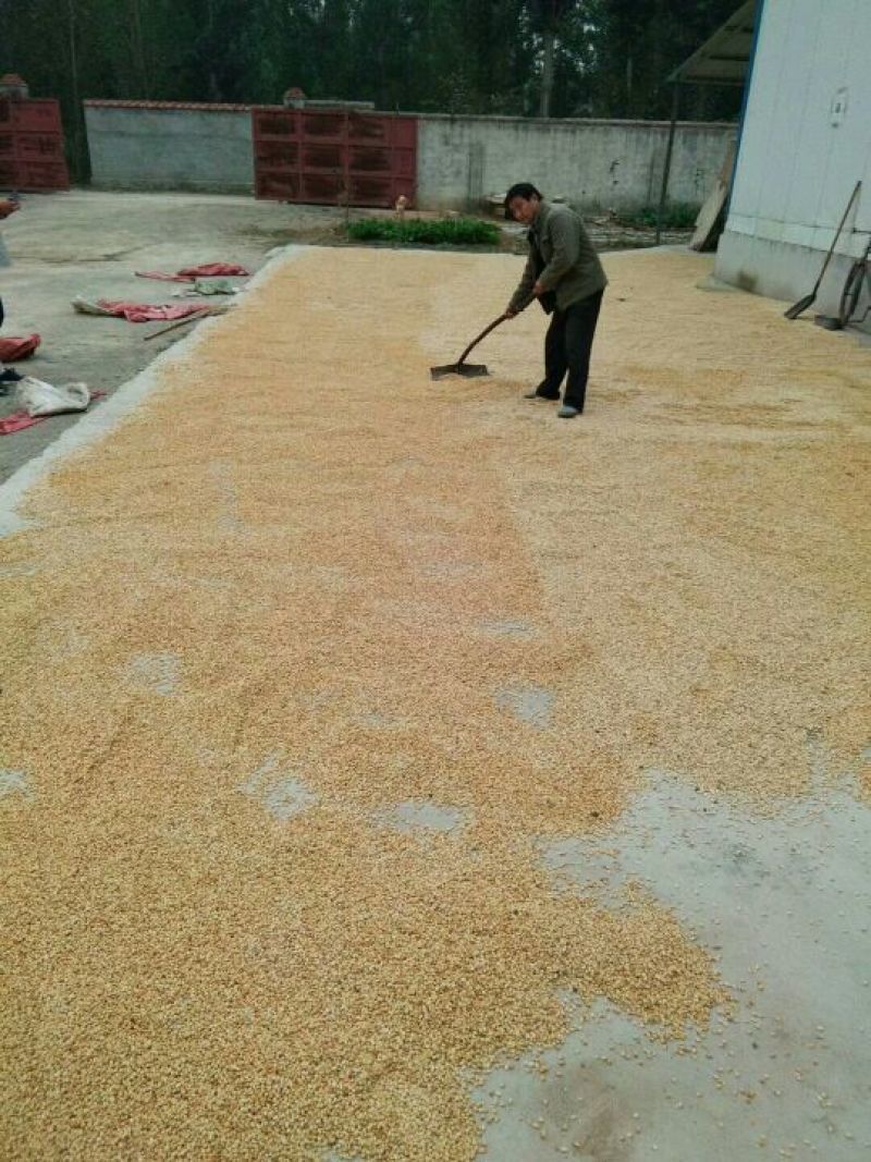 批发积壳种子药用枳壳量大价格便宜积壳苗根系发达