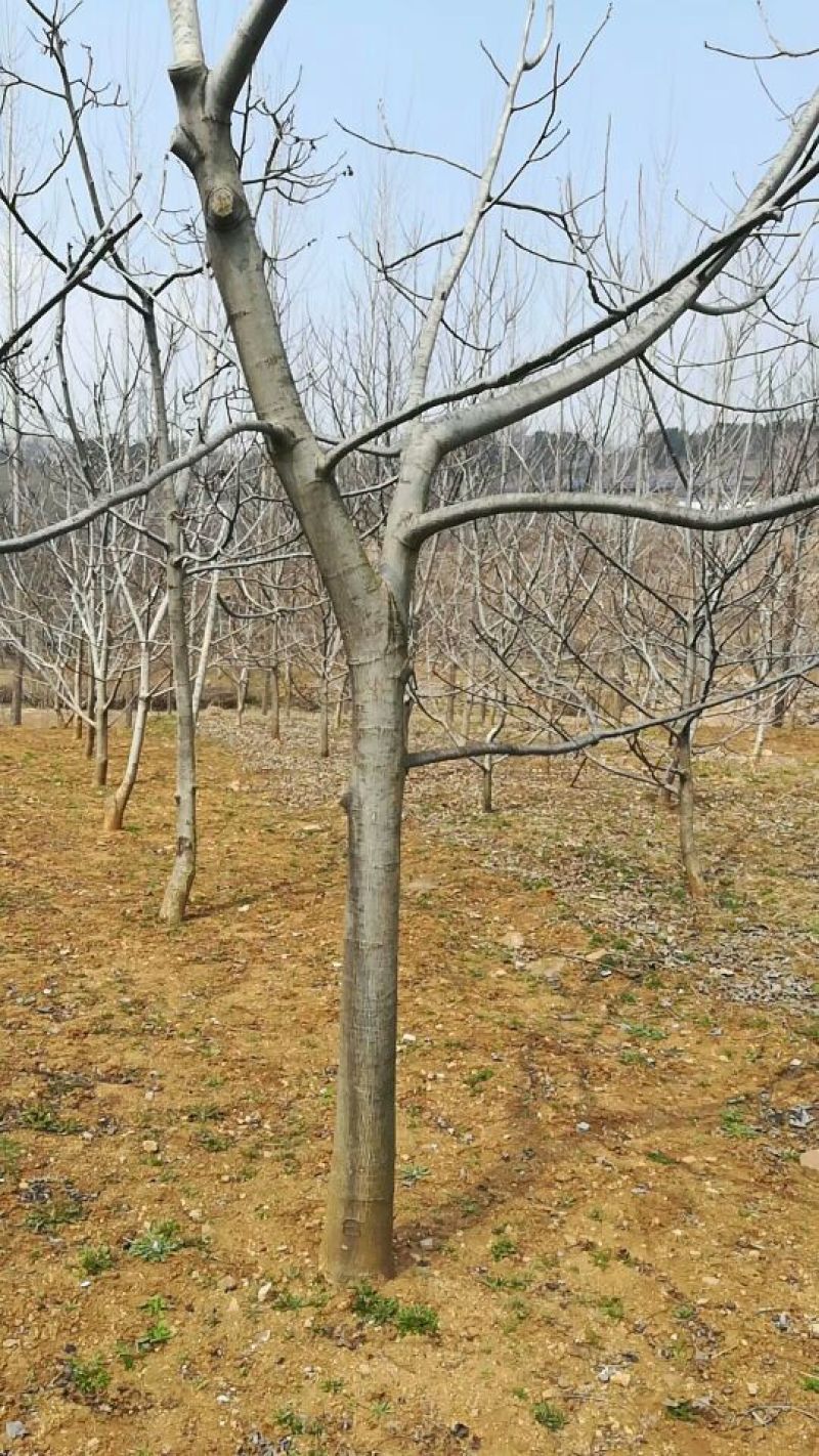 核桃苗2-3年嫁接8518核桃小苗当年结果成活率高