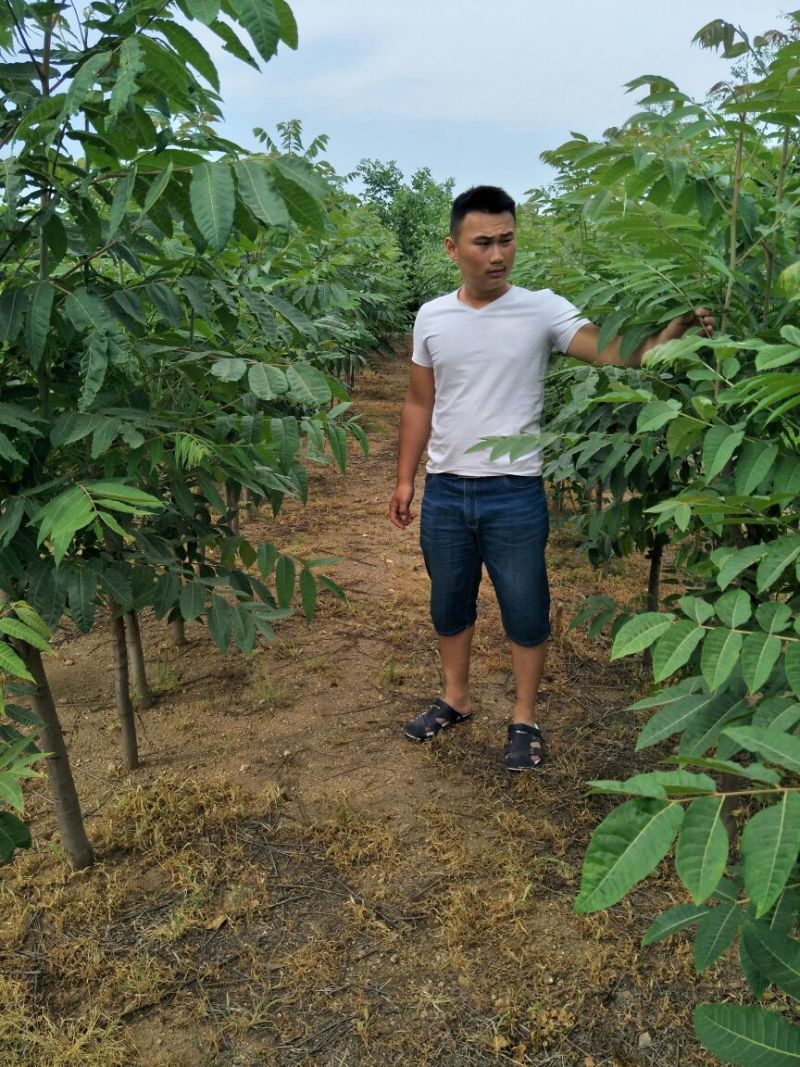 可做菜吃的红油香椿苗黑油香椿苗绿油春苗成活率高投资少