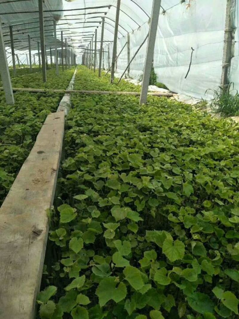 葡萄苗1年30~50cm葡萄树苗成活率高