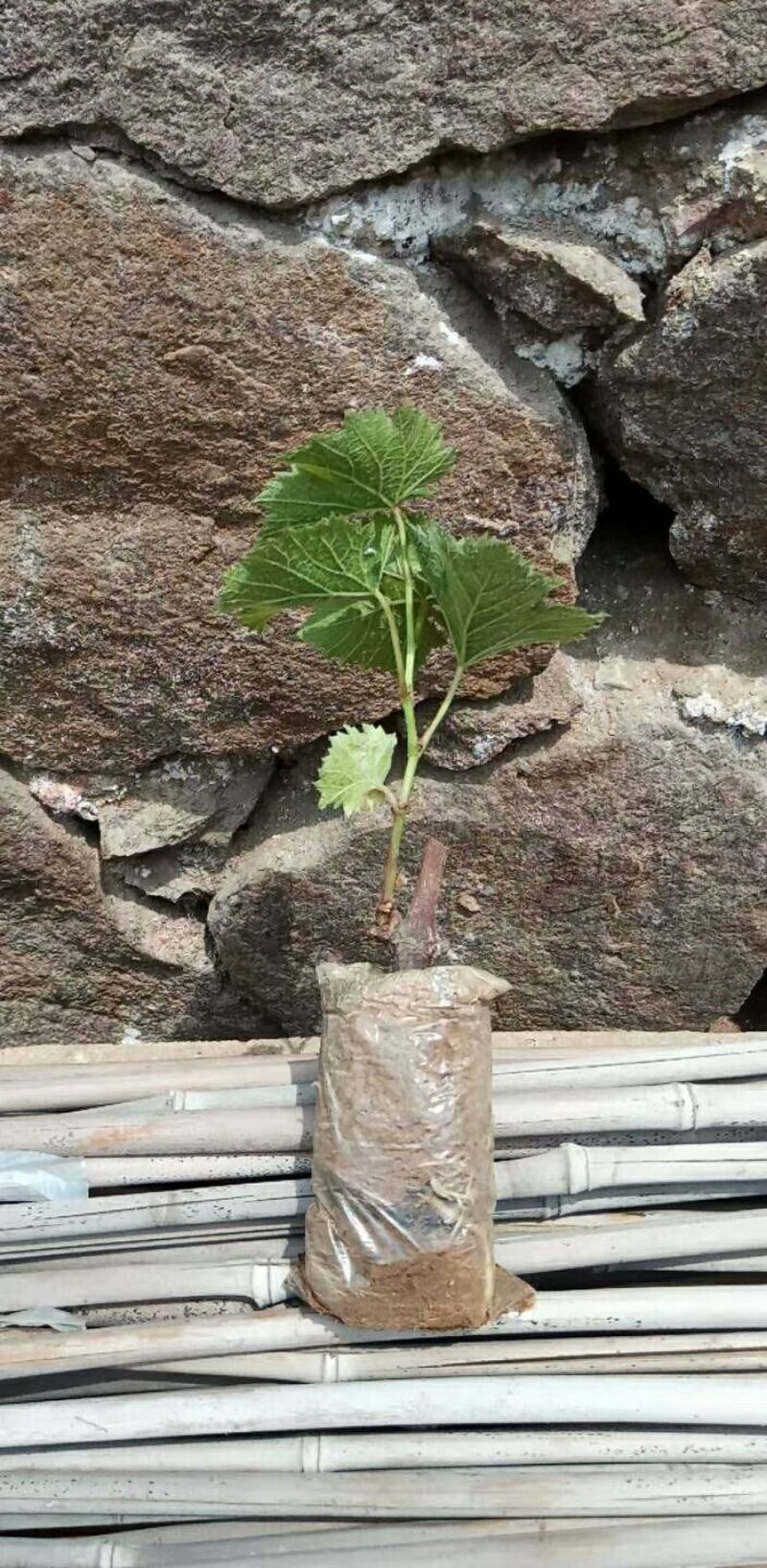 葡萄苗1年30~50cm葡萄树苗成活率高