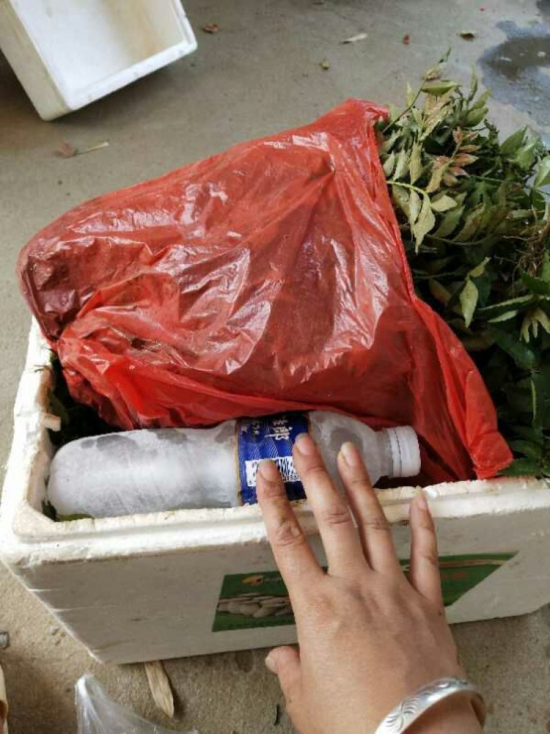 大红袍花椒苗1~2年苗当年结果九叶青花椒苗