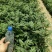 现货大红袍花椒苗1米高度花椒芽苗奶苗价格便宜