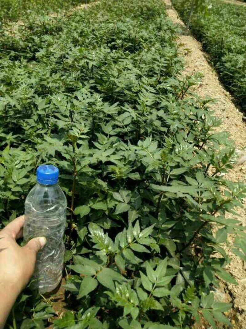 现货大红袍花椒苗1米高度花椒芽苗奶苗价格便宜